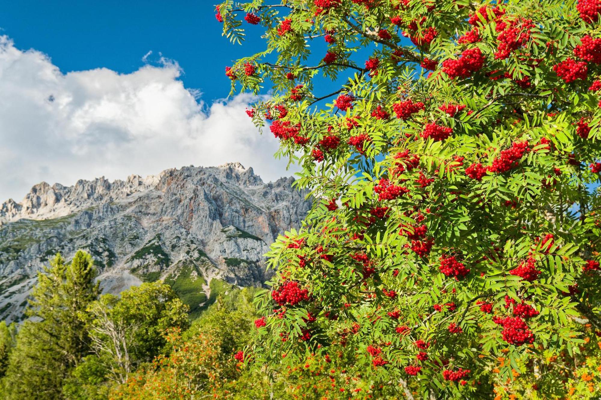 Pension Stoffenbauer Ramsau am Dachstein Bagian luar foto